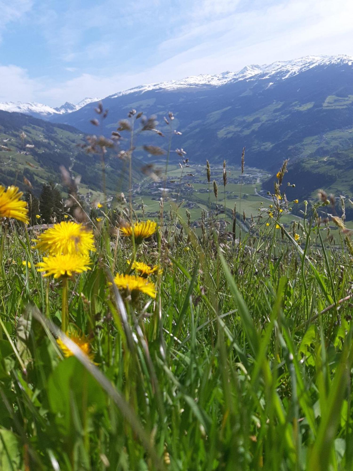 Apartament Haus Wildschuetz Hippach Zewnętrze zdjęcie
